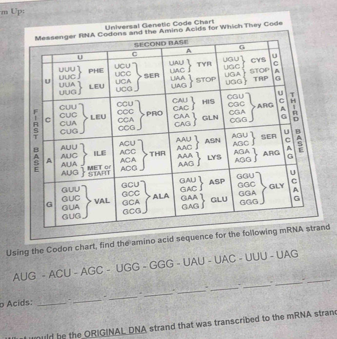 Solved: Up: Universal Genetic Code Chart Acids for Which They Code ...