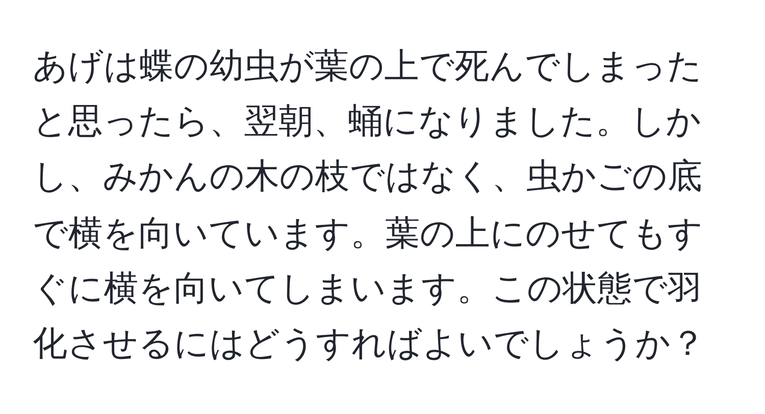 あげは蝶の幼虫が葉の上で死んでしまったと思ったら、翌朝、蛹になりました。しかし、みかんの木の枝ではなく、虫かごの底で横を向いています。葉の上にのせてもすぐに横を向いてしまいます。この状態で羽化させるにはどうすればよいでしょうか？