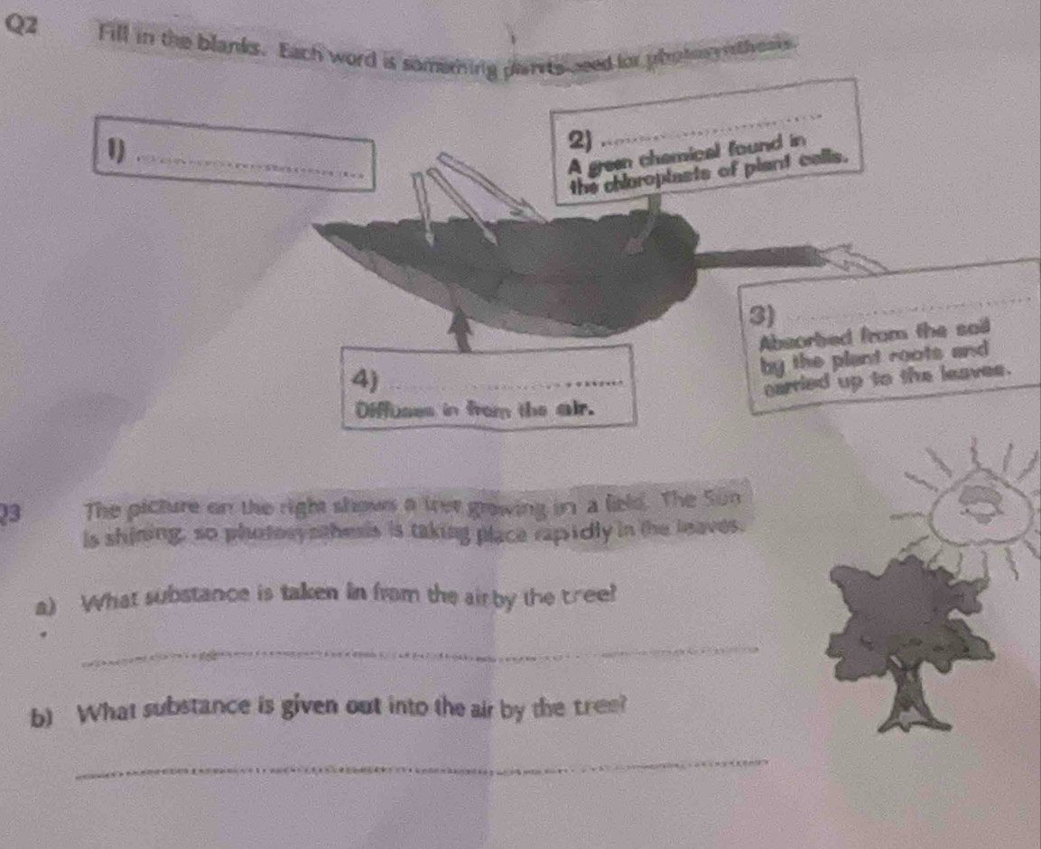 Fill in the blanks. Each word is somehing parts seed for photor theaks 
1)_ 
2) 
_ 
A gree chamical found in 
the chioroplasts of plant calls. 
3) 
Absorbed from the soil 
by the plant roots and 
4)_ 
carried up to the leaves. 
Diffuses in from the air. 
3 The picture on the right shows a thet grawing in a lield. The Sún 
is shining, so photorynthesis is taking place rapidly in the leaves. 
a) What substance is taken in from the airby the cree? 
_ 
b) What substance is given out into the air by the tree? 
_