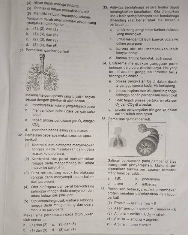 (4) Aliran darah menuju jantung. 33. Aktivitas berolahraga secara teratur dapat
(5) Terletak di dalam permukaan tubuh. meningkatkan kesehatan. Kita dianjurkan
(6) Memiliki katup di sepanjang saluran.
untuk lebih sering bernapas saat berolahraga
dibanding saat beristirahat. Hal tersebut
Pembuluh darah arteri memiliki ciri-ciri yang
ditunjukkan oieh nomor .... bertujuan ....
a. (1), (2), dan (3) a. untuk mengurangi kadar karbon dioksida
b. (1). (3), dan (6) yang meningkat
c. (2), (3), dan (5) b. untuk mengambil lebih banyak udara ke
d. (3), (4), dan (6) dalam paru-paru
c. karena otot-otot memerlukan lebih
31. Perhatikan gambar berikut! banyak energi
d. karena jantung berdetak lebih cepat
34. Emfisema merupakan gangguan pada
jaringan paru-paru elastisitasnya. Hal yang
terjadi apabila gangguan tersebut terus
berlangsung adalah ....
a. proses pengikatan O_2 di dalam darah
terganggu karena kadar Hb berkurang
b. proses inspirasi dan ekspirasi terganggu
Mekanisme pernapasan yang terjadi di bagian sehingga beban pernapasan meningkat
sesuai dengan gambar di atas adalah .... c. tidak terjadi proses pertukaran oksigen
a. membersihkan kotoran yang ada pada udara O_2 dan CO_2 di alveolus
b. menyamakan suhu udara dengan suhu d. proses penyampaian oksigen ke dalam
tubuh sel-sel tubuh meningkat
c. terjadi proses pertukaran gas O_2 dengan 35. Perhatikan gambar berikut!
CO_2
d. menahan benda asing yang masuk
32. Perhatikan beberapa mekanisme pernapasan
berikut!
(1) Kontraksi otot diafragma menyebabkan
rongga dada membesar dan udara
masuk ke paru-paru.
(2) Kontraksi otot perut menyebabkan Saluran pernapasan pada gambar di atas
rongga dada mengembang lalu udara mengalami penyempitan. Maka dapat
masuk ke paru-paru. dipastikan bahwa pernapasan tersebut
(3) Otot antartulang rusuk berelaksasi mengalami penyakit ....
rongga dada menyempit udara keluar a. TBC c. pneumonia
dari paru-paru. b. asma d. influenza
(4) Otot diafragma dan perut berkontraksi 36. Perhatikan beberapa reaksi perombakan
sehingga rongga dada menyempit dan protein sebelum diekskresikan dari tubuh
udara keluar dari paru-paru. berikut!
(5) Otot antartulang rusuk kontraksi sehingga (1) Protein → asam amino + E
rongga dada mengembang dan udara
masuk ke paru-paru. (2) Asam amino → amonium + amoniak + E
(3) Amonia + omitin +CO_2
Mekanisme pernapasan dada ditunjukkan (4) Sitrulin → amonia + argninin → sitrulin
oleh nomor ....
a. (1) dan (2) C. (3) dan (5) (5) Arginin → urea + ornitin
b. (1) dan (3) d. (3) dan (4)