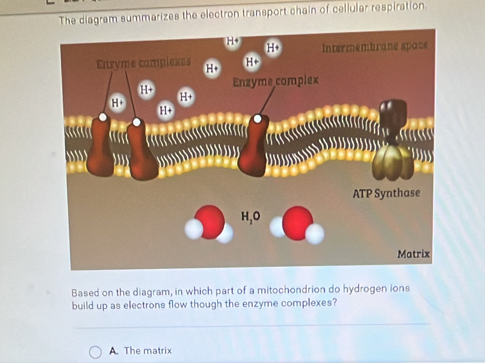 The diagram summarizes the electron transport chain of cellular respiration.
Based on the diagram, in which part of a mitochondrion do hydrogen ions
build up as electrons flow though the enzyme complexes?
A. The matrix