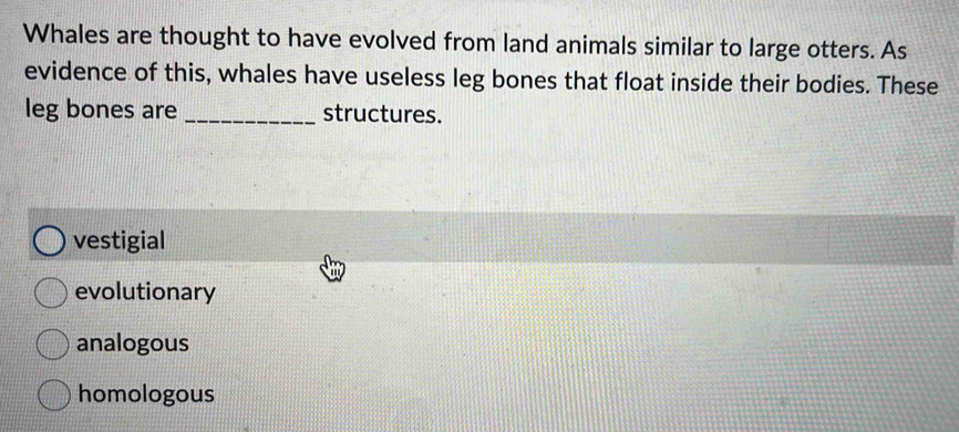 Whales are thought to have evolved from land animals similar to large otters. As
evidence of this, whales have useless leg bones that float inside their bodies. These
leg bones are_ structures.
vestigial
evolutionary
analogous
homologous