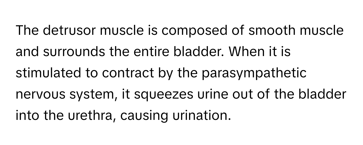 The detrusor muscle is composed of smooth muscle and surrounds the entire bladder. When it is stimulated to contract by the parasympathetic nervous system, it squeezes urine out of the bladder into the urethra, causing urination.