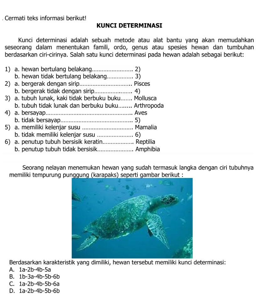 Cermati teks informasi berikut!
KUNCI DETERMINASI
Kunci determinasi adalah sebuah metode atau alat bantu yang akan memudahkan
seseorang dalam menentukan famili, ordo, genus atau spesies hewan dan tumbuhan
berdasarkan ciri-cirinya. Salah satu kunci determinasi pada hewan adalah sebagai berikut:
1) a. hewan bertulang belakang_ 2)
b. hewan tidak bertulang belakang_ 3)
2) a. bergerak dengan sirip_ Pisces
b. bergerak tidak dengan sirip._ 4)
3) a. tubuh lunak, kaki tidak berbuku buku._ . Mollusca
b. tubuh tidak lunak dan berbuku buku_ Arthropoda
4) a. bersayap_ Aves
b. tidak bersayap_ 5)
5) a. memiliki kelenjar susu_ Mamalia
b. tidak memiliki kelenjar susu _6)
6) a. penutup tubuh bersisik keratin._ Reptilia
b. penutup tubuh tidak bersisik_ Amphibia
Seorang nelayan menemukan hewan yang sudah termasuk langka dengan ciri tubuhnya
memiliki tempurung punggung (karapaks) seperti gambar berikut :
Berdasarkan karakteristik yang dimiliki, hewan tersebut memiliki kunci determinasi:
A. 1a-2b-4b-5a
B. 1b-3a-4b-5b-6b
C. 1a-2b-4b-5b-6a
D. 1a-2b-4b-5b-6b