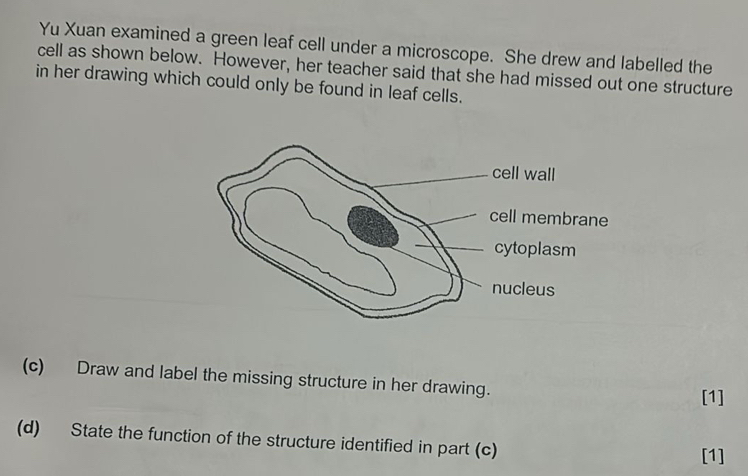 Yu Xuan examined a green leaf cell under a microscope. She drew and labelled the 
cell as shown below. However, her teacher said that she had missed out one structure 
in her drawing which could only be found in leaf cells. 
(c) Draw and label the missing structure in her drawing. 
[1] 
(d) State the function of the structure identified in part (c) 
[1]