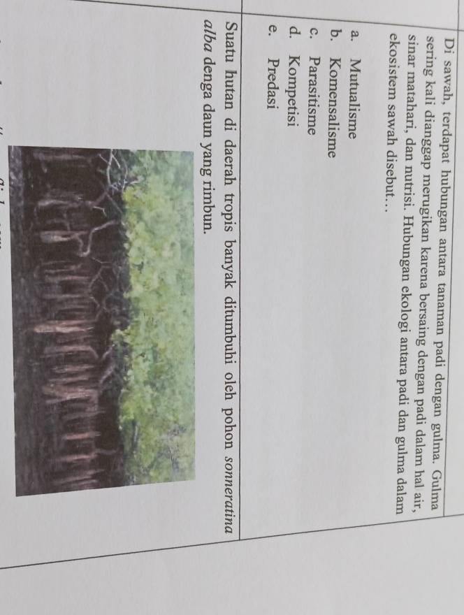 Di sawah, terdapat hubungan antara tanaman padi dengan gulma. Gulma
sering kali dianggap merugikan karena bersaing dengan padi dalam hal air,
sinar matahari, dan nutrisi. Hubungan ekologi antara padi dan gulma dalam
ekosistem sawah disebut….
a. Mutualisme
b. Komensalisme
c. Parasitisme
d. Kompetisi
e. Predasi
Suatu hutan di daerah tropis banyak ditumbuhi oleh pohon sonneratina
alba denga daun yang rimbun.