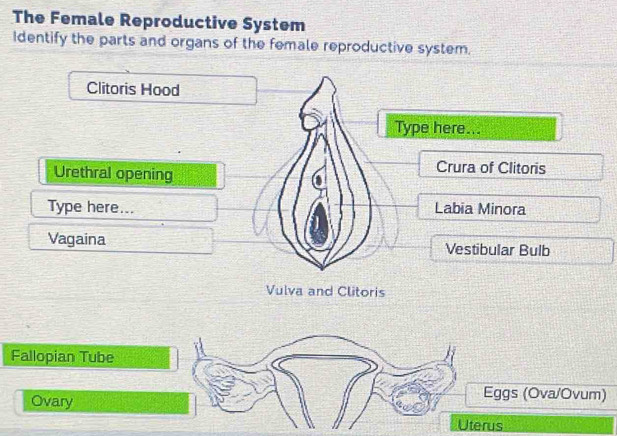 Solved: The Female Reproductive System Identify the parts and organs of ...