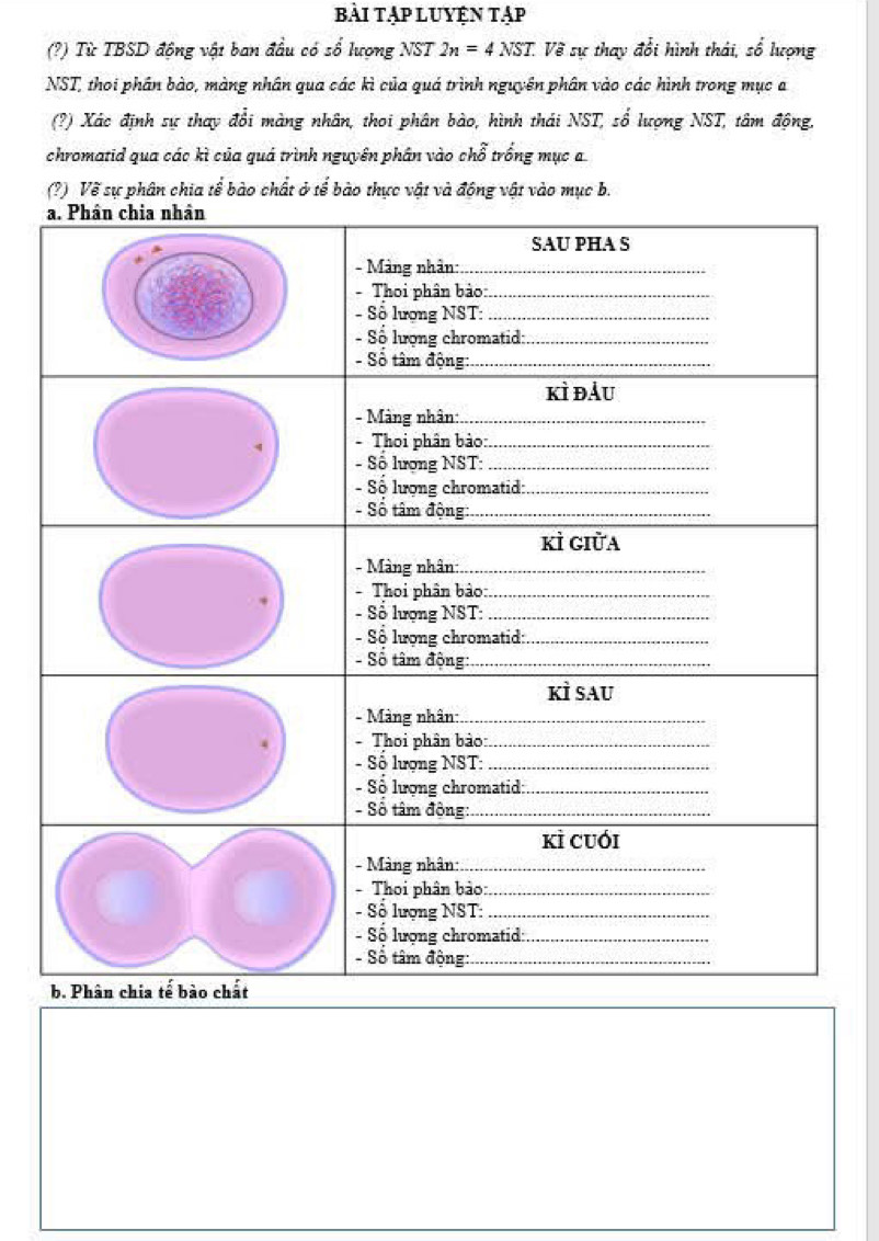 bài tập luyện tập 
(?) Từ TBSD động vật ban đầu có sổ lượng NST 2n=4NST. Về sự thay đổi hình thái, số lượng 
NST, thoi phân bào, màng nhân qua các kì của quá trình nguyên phân vào các hình trong mục a 
(?) Xác định sự thay đổi màng nhân, thoi phân bào, hình thái NST, số lượng NST, tâm động, 
chromatid qua các kì của quá trình nguyên phân vào chỗ trống mục a 
(?) Vẽ sự phân chia tể bào chất ở tể bào thực vật và động vật vào mục b.