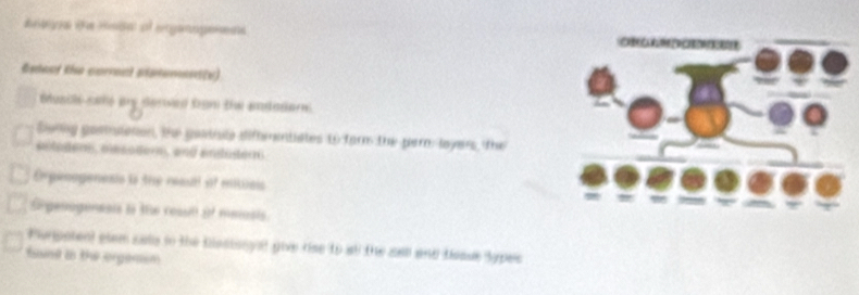 Aaya de mad of erganogerens 
Esteol the correct pistement(v) 
Susci sale any derwed ban the andader 
Senng goamionon, te gaviste diffrentistes t farm the pern loyers, the 
entodem, mesoderm, and entüser 
Ergemogenesis i the reaull of entais 
Srgenogenssis i 38e result of meiosts 
Purpetent glam sals tn the biestsoyal give rise to at the salll and tsoue Sypes 
fsune in the orgemsm