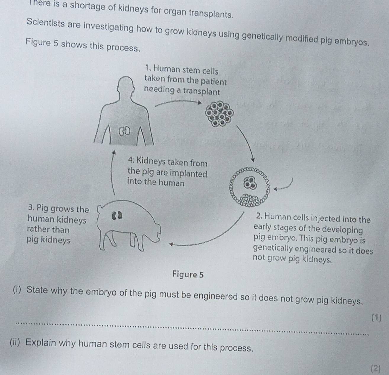 here is a shortage of kidneys for organ transplants. 
Scientists are investigating how to grow kidneys using genetically modified pig embryos. 
Figure 5 shows this process. 
ected into the 
developing 
ig embryo is 
ered so it does 
not grow pig kidneys. 
(i) State why the embryo of the pig must be engineered so it does not grow pig kidneys. 
_(1) 
(ii) Explain why human stem cells are used for this process. 
(2)