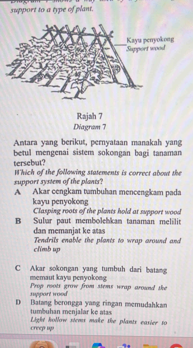 support to a type of plant.
Antara yang berikut, pernyataan manakah yang
betul mengenai sistem sokongan bagi tanaman
tersebut?
Which of the following statements is correct about the
support system of the plants?
A Akar cengkam tumbuhan mencengkam pada
kayu penyokong
Clasping roots of the plants hold at support wood
B Sulur paut membolehkan tanaman melilit
dan memanjat ke atas
Tendrils enable the plants to wrap around and
climb up
C Akar sokongan yang tumbuh dari batang
memaut kayu penyokong
Prop roots grow from stems wrap around the
support wood
D Batang berongga yang ringan memudahkan
tumbuhan menjalar ke atas
Light hollow stems make the plants easier to
creep up