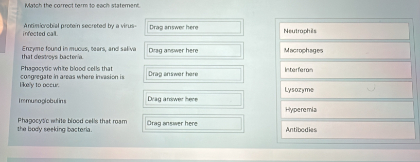 Match the correct term to each statement. 
Antimicrobial protein secreted by a virus- Drag answer here 
infected call. Neutrophils 
Enzyme found in mucus, tears, and saliva Drag answer here Macrophages 
that destroys bacteria. 
Phagocytic white blood cells that Interferon 
congregate in areas where invasion is Drag answer here 
likely to occur. Lysozyme 
Immunoglobulins Drag answer here 
Hyperemia 
Phagocytic white blood cells that roam Drag answer here 
the body seeking bacteria. Antibodies