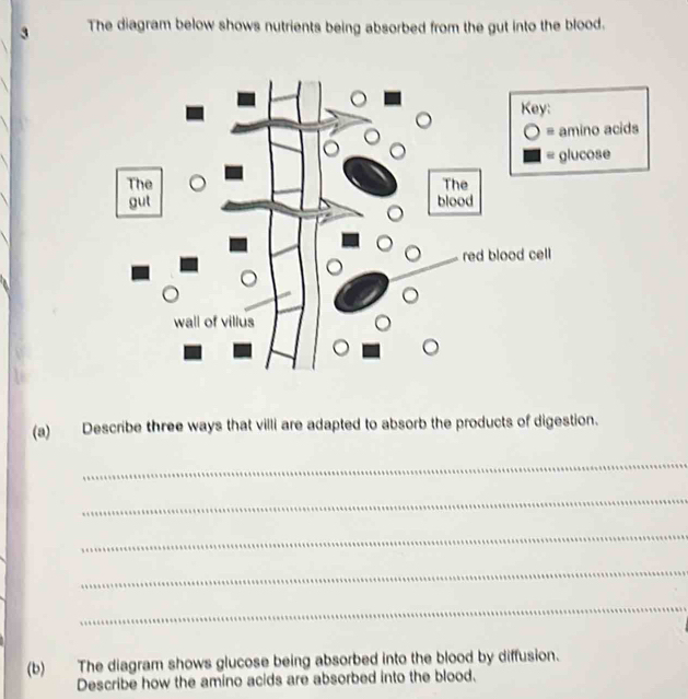 The diagram below shows nutrients being absorbed from the gut into the blood. 
(a) Describe three ways that villi are adapted to absorb the products of digestion. 
_ 
_ 
_ 
_ 
_ 
(b) The diagram shows glucose being absorbed into the blood by diffusion. 
Describe how the amino acids are absorbed into the blood.