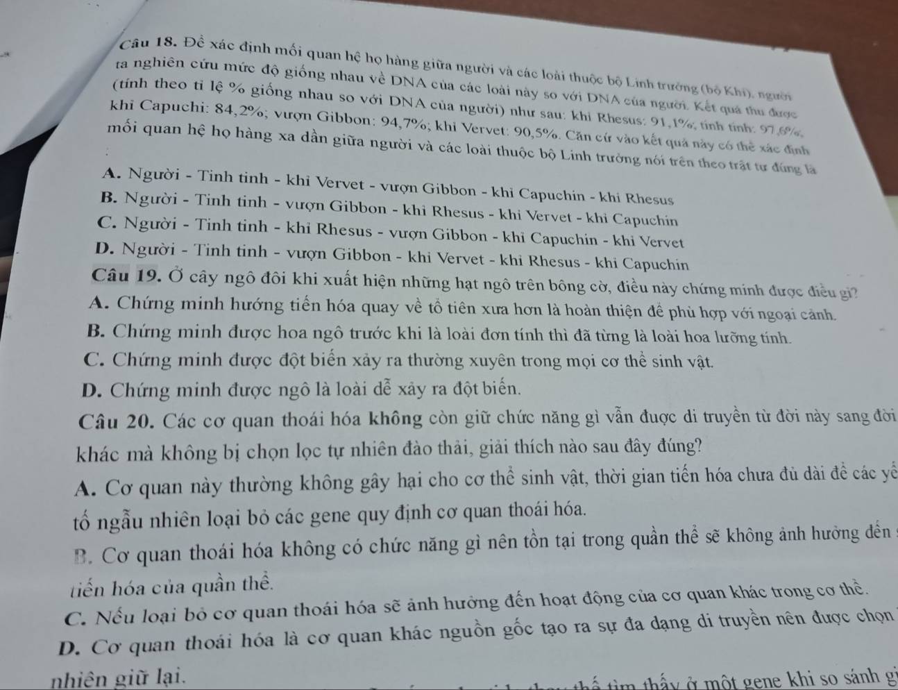 Để xác định mối quan hệ họ hàng giữa người và các loài thuộc bộ Linh trưởng (bộ Khi), người
ra nghiên cứu mức độ giống nhau về DNA của các loài này so với DNA của người. Kết quá thu được
(tính theo tỉ lệ % giống nhau so với DNA của người) như sau: khi Rhesus: 91,1%; tính tính: 97,6%,
khi Capuchi: 84,2%; vượn Gibbon: 94,7%; khi Vervet: 90,5%. Căn cứ vào kết quả này có thể xác đình
mối quan hệ họ hàng xa dần giữa người và các loài thuộc bộ Linh trưởng nói trên theo trất tư đúng là
A. Người - Tinh tinh - khỉ Vervet - vượn Gibbon - khi Capuchin - khi Rhesus
B. Người - Tinh tinh - vượn Gibbon - khi Rhesus - khi Vervet - khi Capuchin
C. Người - Tinh tinh - khi Rhesus - vượn Gibbon - khi Capuchin - khi Vervet
D. Người - Tinh tinh - vượn Gibbon - khi Vervet - khi Rhesus - khi Capuchin
Câu 19. Ở cây ngô đôi khi xuất hiện những hạt ngô trên bông cờ, điều này chứng minh được điều gi2
A. Chứng minh hướng tiến hóa quay về tổ tiên xưa hơn là hoàn thiện đề phủ hợp với ngoại cảnh
B. Chứng minh được hoa ngô trước khi là loài đơn tính thì đã từng là loài hoa lưỡng tính
C. Chứng minh được đột biển xảy ra thường xuyên trong mọi cơ thể sinh vật.
D. Chứng minh được ngô là loài dễ xây ra đột biến.
Câu 20. Các cơ quan thoái hóa không còn giữ chức năng gì vẫn đuợc di truyền từ đời này sang đời
khác mà không bị chọn lọc tự nhiên đào thải, giải thích nào sau đây đúng?
A. Cơ quan này thường không gây hại cho cơ thể sinh vật, thời gian tiến hóa chưa đủ dài đề các yể
tố ngẫu nhiên loại bỏ các gene quy định cơ quan thoái hóa.
B. Cơ quan thoái hóa không có chức năng gì nên tồn tại trong quần thể sẽ không ảnh hưởng đến
tiến hóa của quần thể.
C. Nếu loại bỏ cơ quan thoái hóa sẽ ảnh hưởng đến hoạt động của cơ quan khác trong cơ thể.
D. Cơ quan thoái hóa là cơ quan khác nguồn gốc tạo ra sự đa dạng di truyền nên được chọn
nhiên giữ lại.
n th y  ở một gene khi so sánh gi