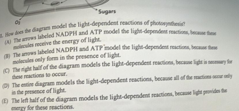 Sugars
1. How does the diagram model the light-dependent reactions of photosynthesis?
(A) The arrows labeled NADPH and ATP model the light-dependent reactions, because these
molecules receive the energy of light.
(B) The arrows labeled NADPH and ATP model the light-dependent reactions, because these
molecules only form in the presence of light.
(C) The right half of the diagram models the light-dependent reactions, because light is necessary for
these reactions to occur.
(D) The entire diagram models the light-dependent reactions, because all of the reactions occur only
in the presence of light.
(E) The left half of the diagram models the light-dependent reactions, because light provides the
energy for these reactions.