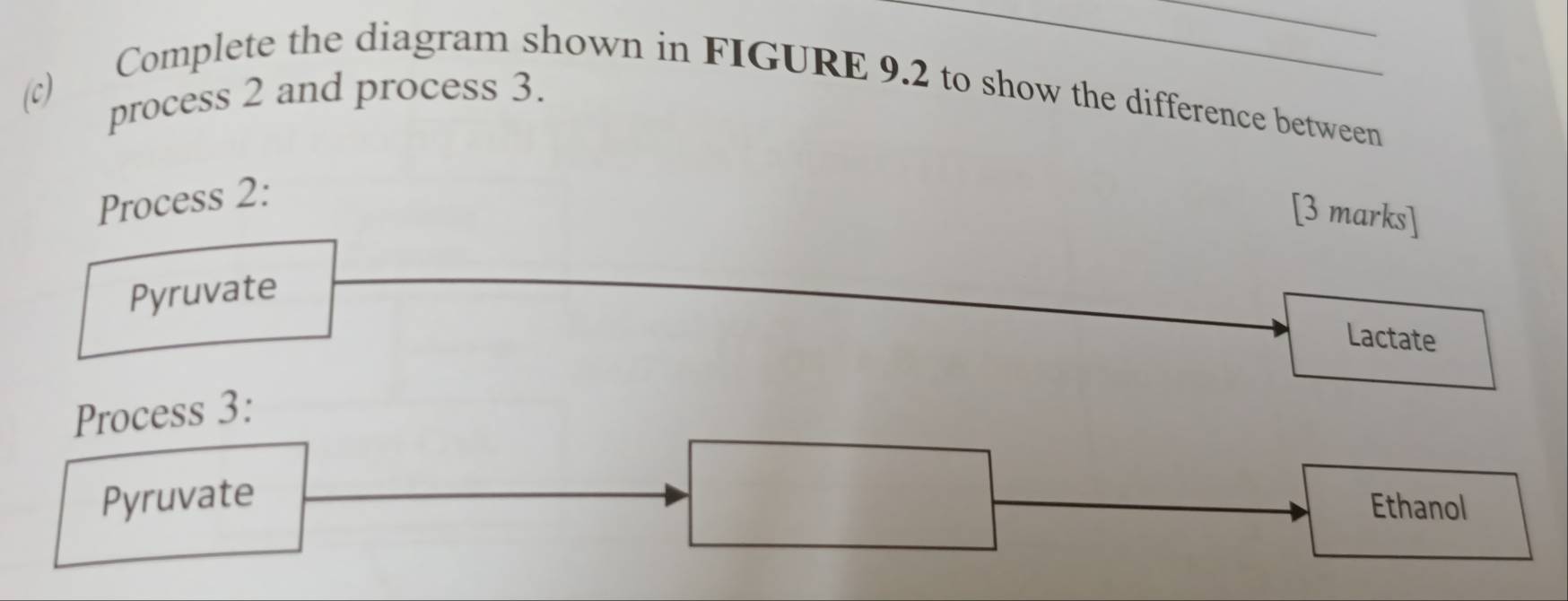 process 2 and process 3. 
Complete the diagram shown in FIGURE 9.2 to show the difference between 
Process 2: 
[3 marks] 
Pyruvate 
Lactate 
Process 3: 
Pyruvate 
Ethanol