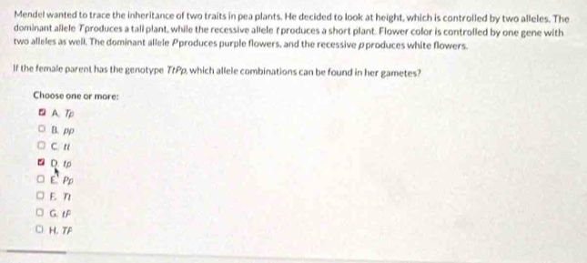 Mendel wanted to trace the inheritance of two traits in pea plants. He decided to look at height, which is controlled by two alleles. The
dominant allele Tproduces a tall plant, while the recessive allele fproduces a short plant. Flower color is controlled by one gene with
two alleles as well. The dominant allele Pproduces purple flowers, and the recessive ρproduces white flowers.
If the female parent has the genotype TrPp, which allele combinations can be found in her gametes?
Choose one or more:
A. Tp
B. pp
C. ti
D. t
E Pp
F. η
G. tP
H.TF