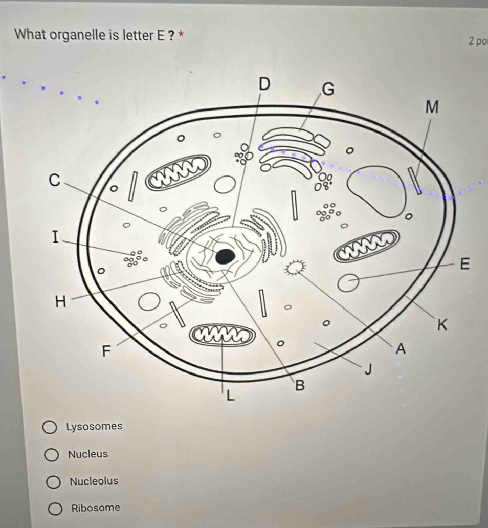 What organelle is letter E ? *
2 po
Lysosomes
Nucleus
Nucleolus
Ribosome