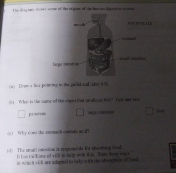 The diagram shows some of the organs of the human digestive systern
(a) Draw a line pointing to the gullet and label it G.
(b) What is the name of the organ that produces bile? Tick one box
pancreas large intestine liver
(c) Why does the stomach contain acid?
(d) The small intestine is responsible for absorbing food
It has millions of villi to help with this. State three ways
in which villi are adapted to help with the absorption of food
