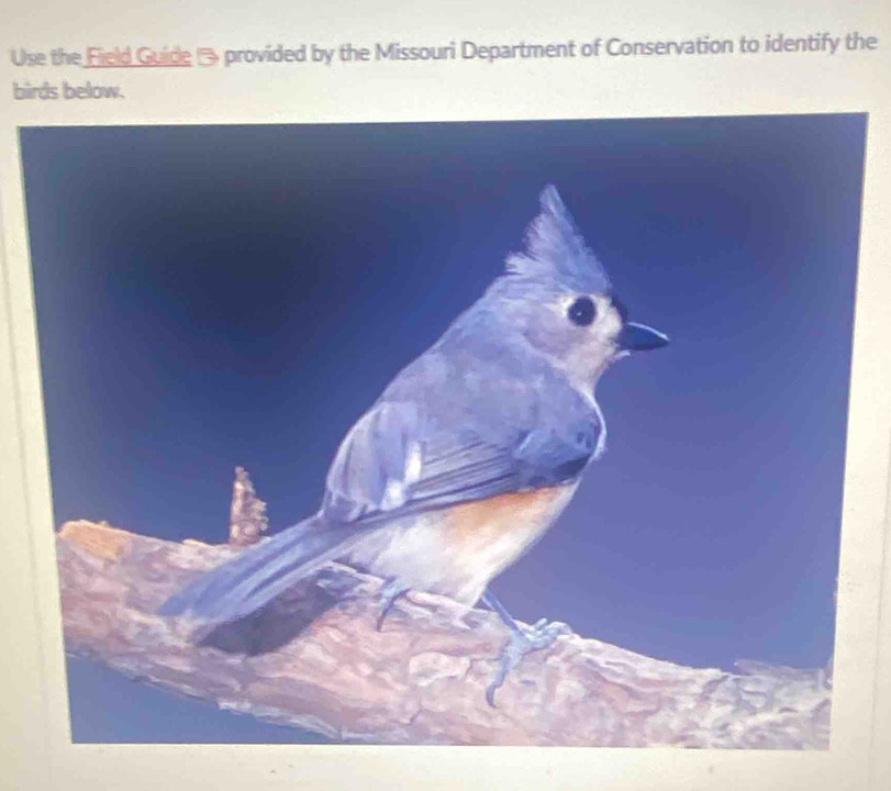 Use the Field Guide → provided by the Missouri Department of Conservation to identify the 
birds below.