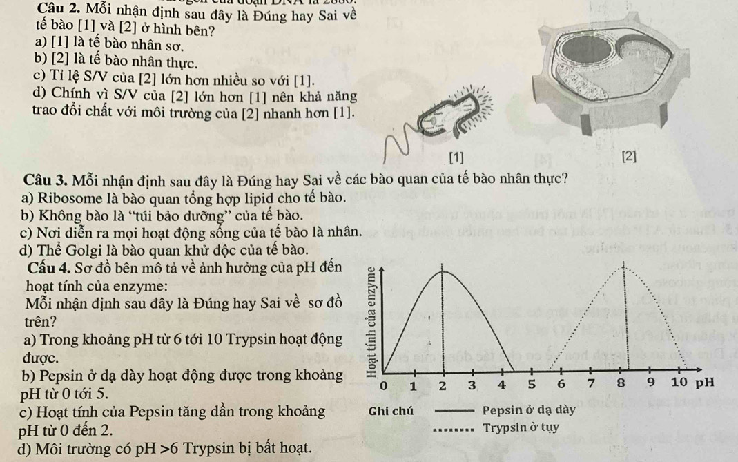 Mỗi nhận định sau đây là Đúng hay Sai về
tế bào [1] và [2] ở hình bên?
a) [1] là tế bào nhân sơ.
b) [2] là tế bào nhân thực.
c) Tỉ lệ S/V của [2] lớn hơn nhiều so với [1].
d) Chính vì S/V của [2] lớn hơn [1] nên khả năng
trao đổi chất với môi trường của [2] nhanh hơn [1].
[1] [2]
Câu 3. Mỗi nhận định sau đây là Đúng hay Sai về các bào quan của tế bào nhân thực?
a) Ribosome là bào quan tổng hợp lipid cho tế bào.
b) Không bào là “túi bảo dưỡng” của tế bào.
c) Nơi diễn ra mọi hoạt động sống của tế bào là nhân.
d) Thể Golgi là bào quan khử độc của tế bào.
Cầu 4. Sơ đồ bên mô tả về ảnh hưởng của pH đến
hoạt tính của enzyme:
Mỗi nhận định sau đây là Đúng hay Sai về sơ đồ
trên?
a) Trong khoảng pH từ 6 tới 10 Trypsin hoạt động
được.
b) Pepsin ở dạ dày hoạt động được trong khoảng
0 1 2 3 4 5 6 7 8 9 10 pH
pH từ 0 tới 5.
c) Hoạt tính của Pepsin tăng dần trong khoảng Ghi chú _Pepsin ở dạ dày
pH từ 0 đến 2. _Trypsin ở tụy
d) Môi trường có pH 6 Trypsin bị bất hoạt.