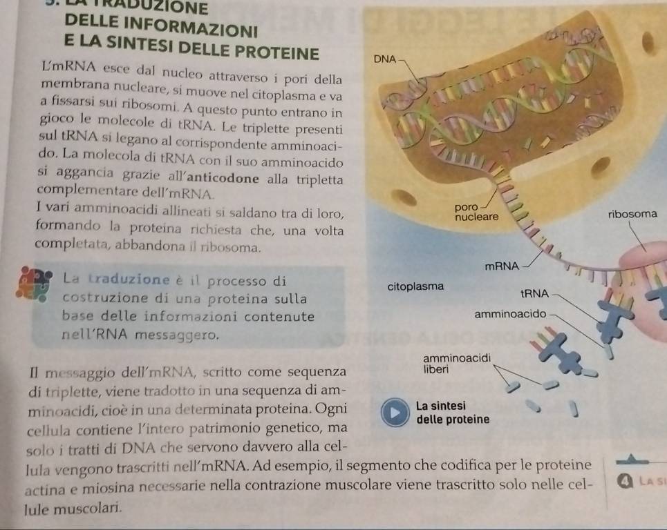 ATRADUZIONE 
DELLE INFORMAZIONI 
E LA SINTESI DELLE PROTEINE 
L'mRNA esce dal nucleo attraverso i pori della 
membrana nucleare, si muove nel citoplasma e va 
a fissarsi sui ribosomi. A questo punto entrano in 
gioco le molecole di tRNA. Le triplette presenti 
sul tRNA si legano al corrispondente amminoaci- 
do. La molecola di tRNA con il suo amminoacido 
si aggancia grazie all'anticodone alla tripletta 
complementare dell’mRNA. 
I vari amminoacidi allineati si saldano tra di loro, 
ma 
formando la proteina richiesta che, una volta 
completata, abbandona il ribosoma. 
La traduzione è il processo di 
costruzione di una proteina sulla 
base delle informazioni contenute 
nell’RNA messaggero. 
Il messaggio dell'mRNA, scritto come sequenza 
di triplette, viene tradotto in una sequenza di am- 
minoacidi, cioè in una determinata proteina. Ogni 
cellula contiene l’intero patrimonio genetico, ma 
solo i tratti di DNA che servono davvero alla cel- 
lula vengono trascritti nell’mRNA. Ad esempio, il se 
actina e miosina necessarie nella contrazione muscolare viene trascritto solo nelle cel- La si 
lule muscolari.