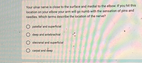 Your ulnar nerve is close to the surface and medial to the elbow. If you hit this
location on your elbow your arm will go numb with the sensation of pins and
needles. Which terms describe the location of the nerve?
patellar and superficial
deep and antebrachial
olecranal and superficial
carpal and deep