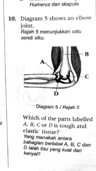 Humerus dan skapula 
10. Diagram 5 shows an elbow 
joint. 
Rajah 5 menunjukkan satu 
sendi siku. 
Diagram 5 / Rajah 5 
Which of the parts labelled
A, B, C or D is tough and 
elastic tissue? 
Yang manakah antara 
bahagian berlabel A, B, C dan
D ialah tisu yang kuat dan 
kenyal?