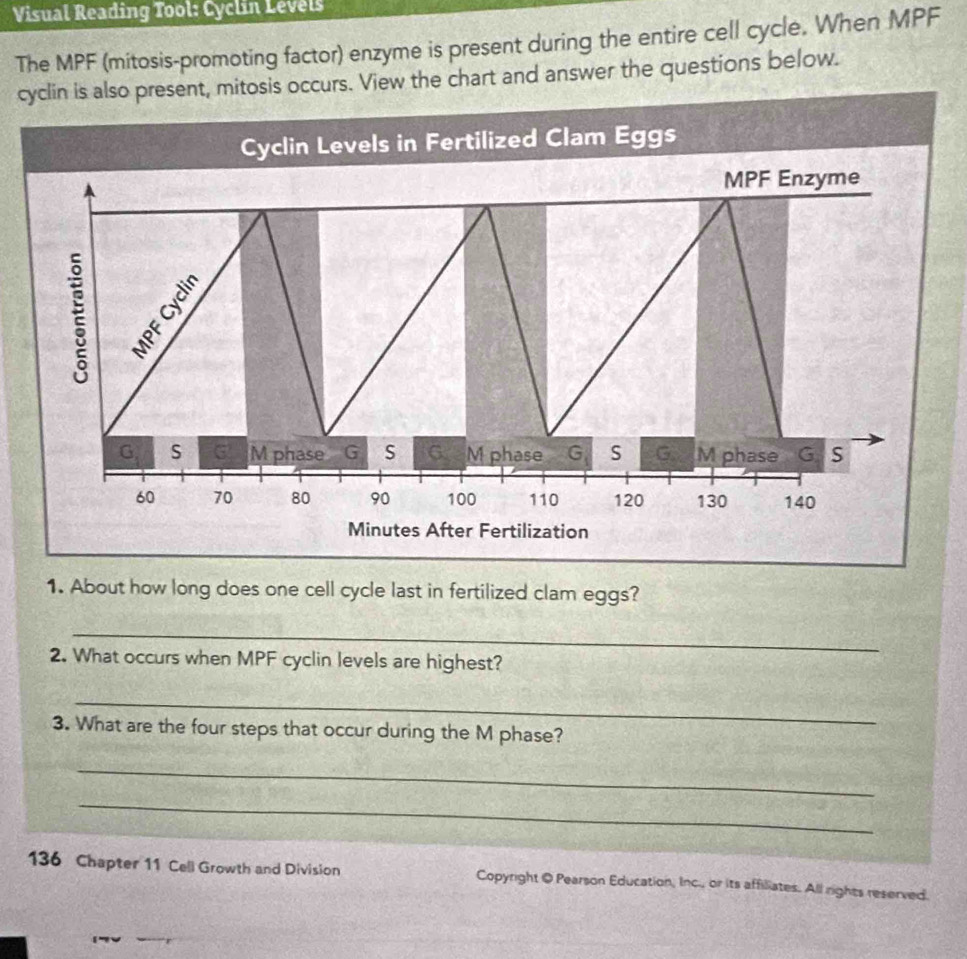 Visual Reading Tool: Cyclin Levels 
The MPF (mitosis-promoting factor) enzyme is present during the entire cell cycle. When MPF 
citosis occurs. View the chart and answer the questions below. 
1. About how long does one cell cycle last in fertilized clam eggs? 
_ 
2. What occurs when MPF cyclin levels are highest? 
_ 
3. What are the four steps that occur during the M phase? 
_ 
_ 
136 Chapter 11 Cell Growth and Division Copyright @ Pearson Education, Inc., or its affiliates. All rights reserved.