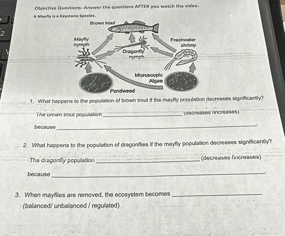 Objective Questions- Answer the questions AFTER you watch the video. 
A Mayfly is a Keystone Species. 
2 
1. What happens to the population of brown trout if the mayfly population decreases significantly? 
The brown trout population _(decreases /increases) 
because 
_: 
2. What happens to the population of dragonflies if the mayfly population decreases significantly? 
The dragonfly population _(decreases /increases) 
because_ 
`. 
3. When mayflies are removed, the ecosystem becomes_ 
(balanced/ unbalanced / regulated)