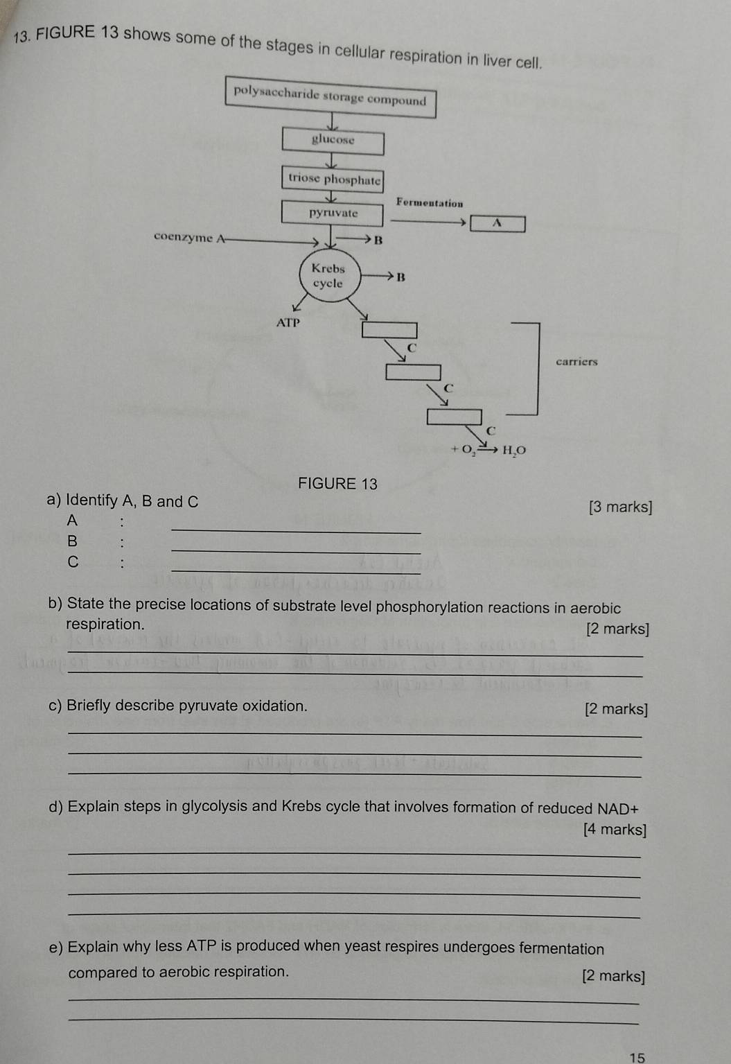 FIGURE 13 shows some of the stages in cellular respiration 
FIGURE 13 
a) Identify A, B and C
[3 marks] 
_ 
A 
_ 
B 
_ 
C : 
b) State the precise locations of substrate level phosphorylation reactions in aerobic 
respiration. 
[2 marks] 
_ 
_ 
c) Briefly describe pyruvate oxidation. [2 marks] 
_ 
_ 
_ 
d) Explain steps in glycolysis and Krebs cycle that involves formation of reduced NAD+ 
[4 marks] 
_ 
_ 
_ 
_ 
e) Explain why less ATP is produced when yeast respires undergoes fermentation 
compared to aerobic respiration. [2 marks] 
_ 
_ 
15