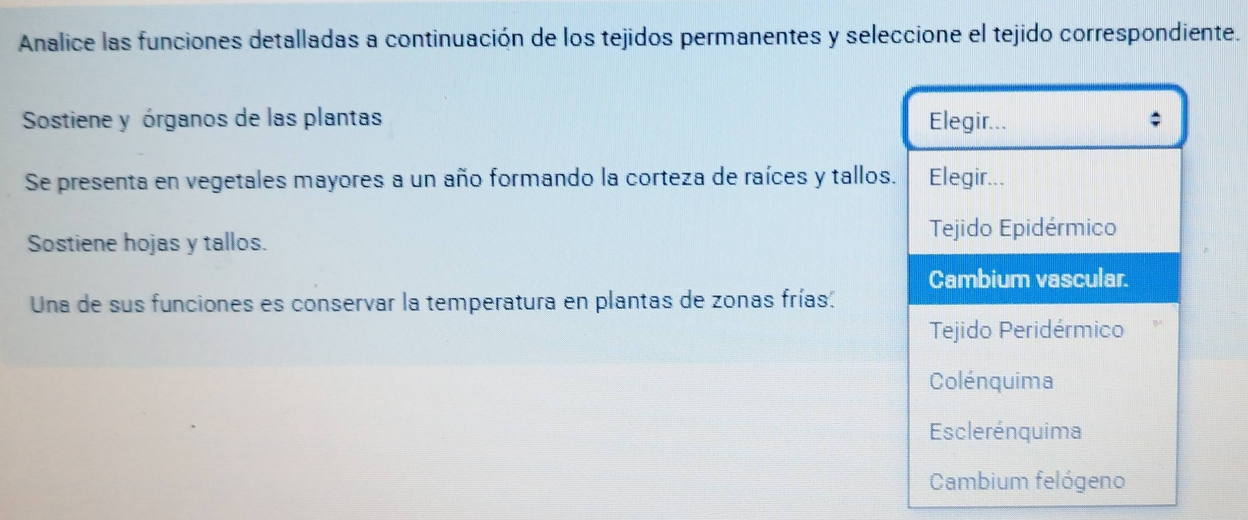 Analice las funciones detalladas a continuación de los tejidos permanentes y seleccione el tejido correspondiente.
Sostiene y órganos de las plantas Elegir... ;
Se presenta en vegetales mayores a un año formando la corteza de raíces y tallos. Elegir...
Sostiene hojas y tallos.
Tejido Epidérmico
Cambium vascular.
Una de sus funciones es conservar la temperatura en plantas de zonas frías:
Tejido Peridérmico
Colénquima
Esclerénquima
Cambium felógeno