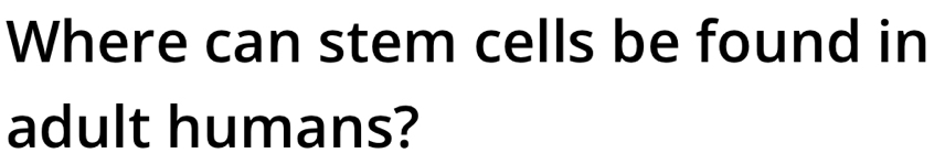 Where can stem cells be found in 
adult humans?