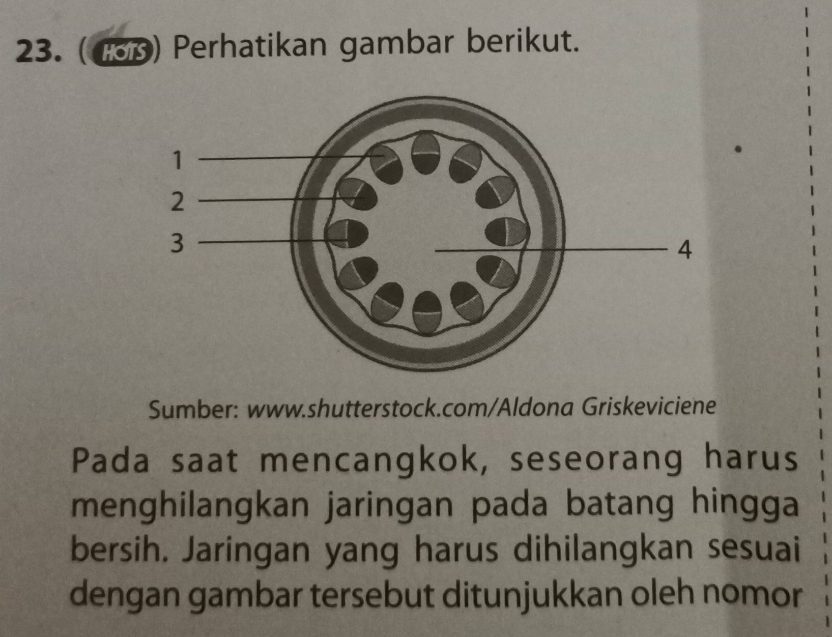 (183) Perhatikan gambar berikut. 
Sumber: www.shutterstock.com/Aldona Griskeviciene 
Pada saat mencangkok, seseorang harus 
menghilangkan jaringan pada batang hingga 
bersih. Jaringan yang harus dihilangkan sesuai 
dengan gambar tersebut ditunjukkan oleh nomor