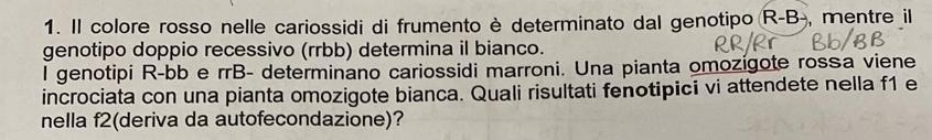 Il colore rosso nelle cariossidi di frumento è determinato dal genotipo (R-B), mentre il 
genotipo doppio recessivo (rrbb) determina il bianco. 
l genotipi R-bb e rrB- determinano cariossidi marroni. Una pianta omozígote rossa viene 
incrociata con una pianta omozigote bianca. Quali risultati fenotipici vi attendete nella f1 e 
nella f2(deriva da autofecondazione)?