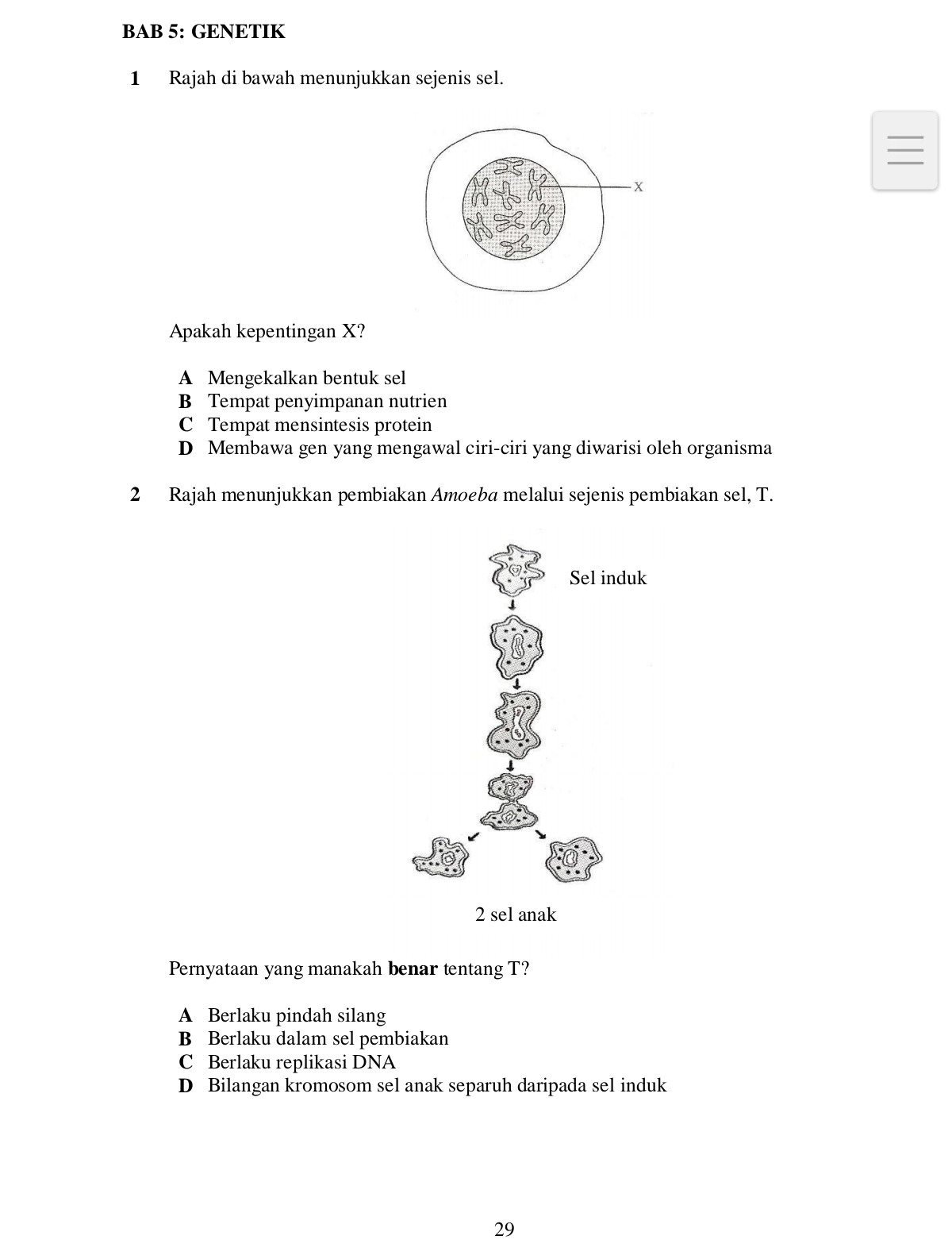 BAB 5: GENETIK
1 Rajah di bawah menunjukkan sejenis sel.
Apakah kepentingan X?
A Mengekalkan bentuk sel
B Tempat penyimpanan nutrien
C Tempat mensintesis protein
D Membawa gen yang mengawal ciri-ciri yang diwarisi oleh organisma
2 Rajah menunjukkan pembiakan Amoeba melalui sejenis pembiakan sel, T.
Sel induk
2 sel anak
Pernyataan yang manakah benar tentang T?
A Berlaku pindah silang
B Berlaku dalam sel pembiakan
C Berlaku replikasi DNA
D Bilangan kromosom sel anak separuh daripada sel induk
29