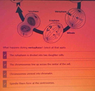 What
The cytoplasm is divided into two daughter cells.
The chromosomes line up across the center of the cell,
Chromosomes unravel into chromatin.
Spindle fibers form at the centrosomes.