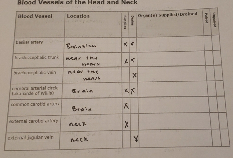 Blood Vessels of the Head and Neck