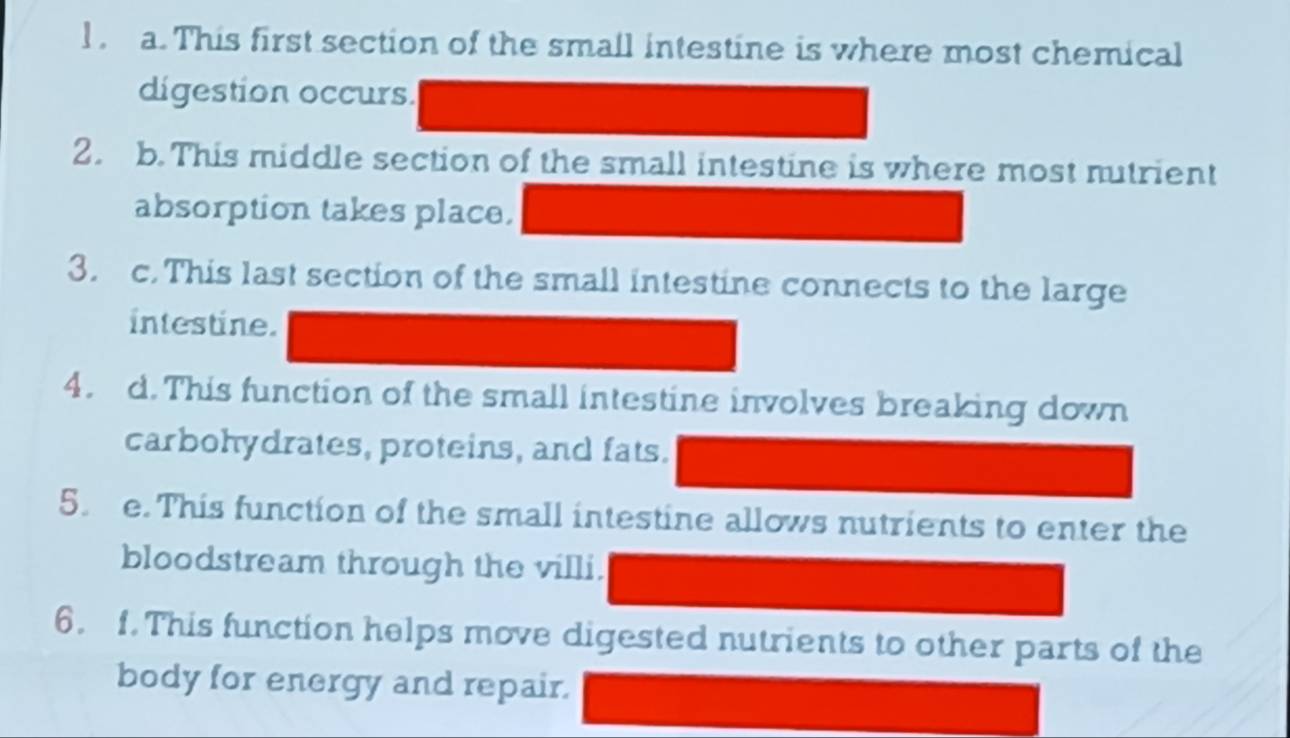 This first section of the small intestine is where most chemical 
digestion occurs. 
2. b. This middle section of the small intestine is where most nutrient 
absorption takes place. 
3. c. This last section of the small intestine connects to the large 
intestine. 
4. d.This function of the small intestine involves breaking down 
carbohydrates, proteins, and fats. 
5. e. This function of the small intestine allows nutrients to enter the 
bloodstream through the villi. 
6. f. This function helps move digested nutrients to other parts of the 
body for energy and repair.