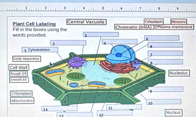 1 2 3 4 5 6 7 B 9
e
13
12
Nucleus