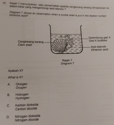 Rajah 7 menunjukkan satu pemerhatian apabilla cengkerang kerang dimasukkan ke
dalam bikar yang mengandungi asid etanoik ?
Diagram 7 shows an observation when a cockle shell is put in the beaker contain
ethanoic acid?
Apakah X?
What is X?
A. Oksigen
Oxygen
B. Hidrogen
Hydrogen
C. Karbon dioksida
Carbon dioxide
D. Nitrogen dioksida
Nitrogen dioxide