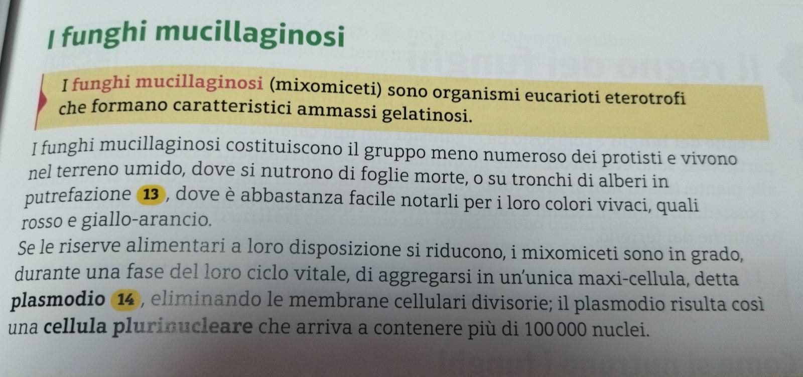 funghi mucillaginosi 
I funghi mucillaginosi (mixomiceti) sono organismi eucarioti eterotrofi 
che formano caratteristici ammassi gelatinosi. 
I funghi mucillaginosi costituiscono il gruppo meno numeroso dei protisti e vivono 
nel terreno umido, dove si nutrono di foglie morte, o su tronchi di alberi in 
putrefazione 1, dove è abbastanza facile notarli per i loro colori vivaci, quali 
rosso e giallo-arancio. 
Se le riserve alimentari a loro disposizione si riducono, i mixomiceti sono in grado, 
durante una fase del loro ciclo vitale, di aggregarsi in un’unica maxi-cellula, detta 
plasmodio 1 , eliminando le membrane cellulari divisorie; il plasmodio risulta così 
una cellula plurinucleare che arriva a contenere più di 100 000 nuclei.