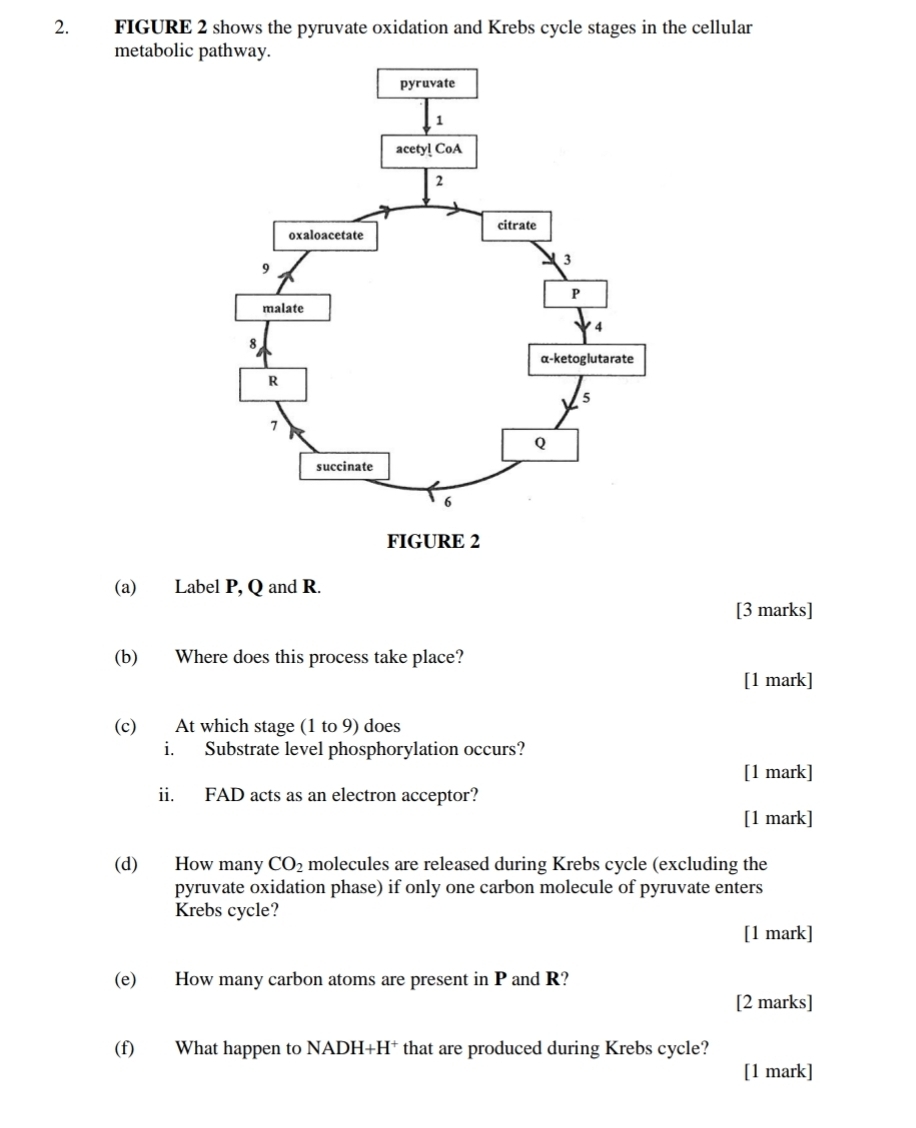 FIGURE 2 shows the pyruvate oxidation and Krebs cycle stages in the cellular 
metabolic 
(a) Label P, Q and R. 
[3 marks] 
(b) Where does this process take place? 
[1 mark] 
(c) At which stage (1 to 9) does 
i. Substrate level phosphorylation occurs? 
[1 mark] 
ii. FAD acts as an electron acceptor? 
[1 mark] 
(d) How many CO_2 molecules are released during Krebs cycle (excluding the 
pyruvate oxidation phase) if only one carbon molecule of pyruvate enters 
Krebs cycle? 
[1 mark] 
(e) How many carbon atoms are present in P and R? 
[2 marks] 
(f) What happen to NADH+H† that are produced during Krebs cycle? 
[1 mark]