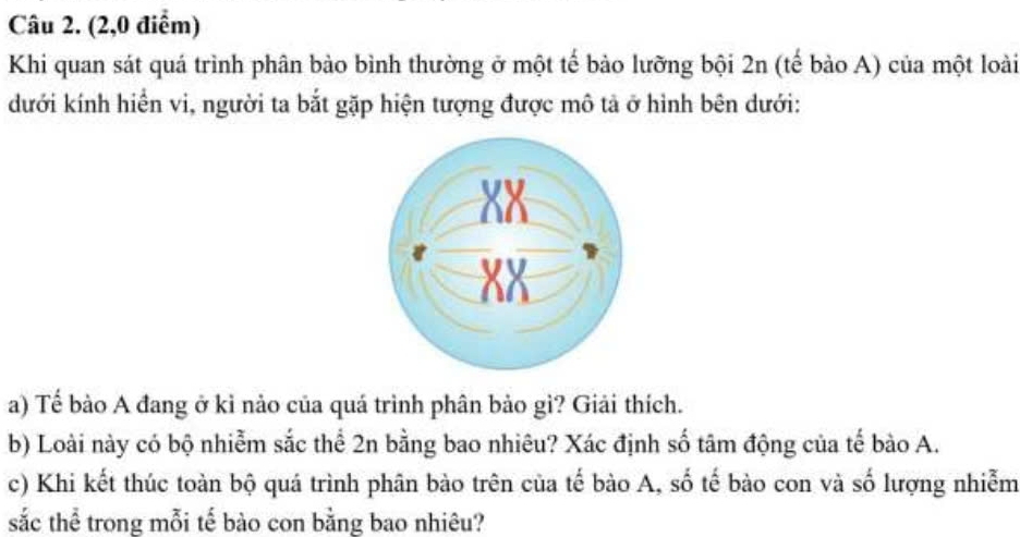 (2,0 điểm) 
Khi quan sát quá trình phân bào bình thường ở một tế bào lưỡng bội 2n (tế bào A) của một loài 
dưới kính hiển vi, người ta bắt gặp hiện tượng được mô tả ở hình bên dưới: 
a) Tể bảo A đang ở kỉ nảo của quá trình phân bảo gì? Giải thích. 
b) Loài này có bộ nhiễm sắc thể 2n bằng bao nhiêu? Xác định số tâm động của tế bào A. 
c) Khi kết thúc toàn bộ quá trình phân bào trên của tế bào A, số tế bào con và số lượng nhiễm 
sắc thể trong mỗi tế bào con bằng bao nhiêu?