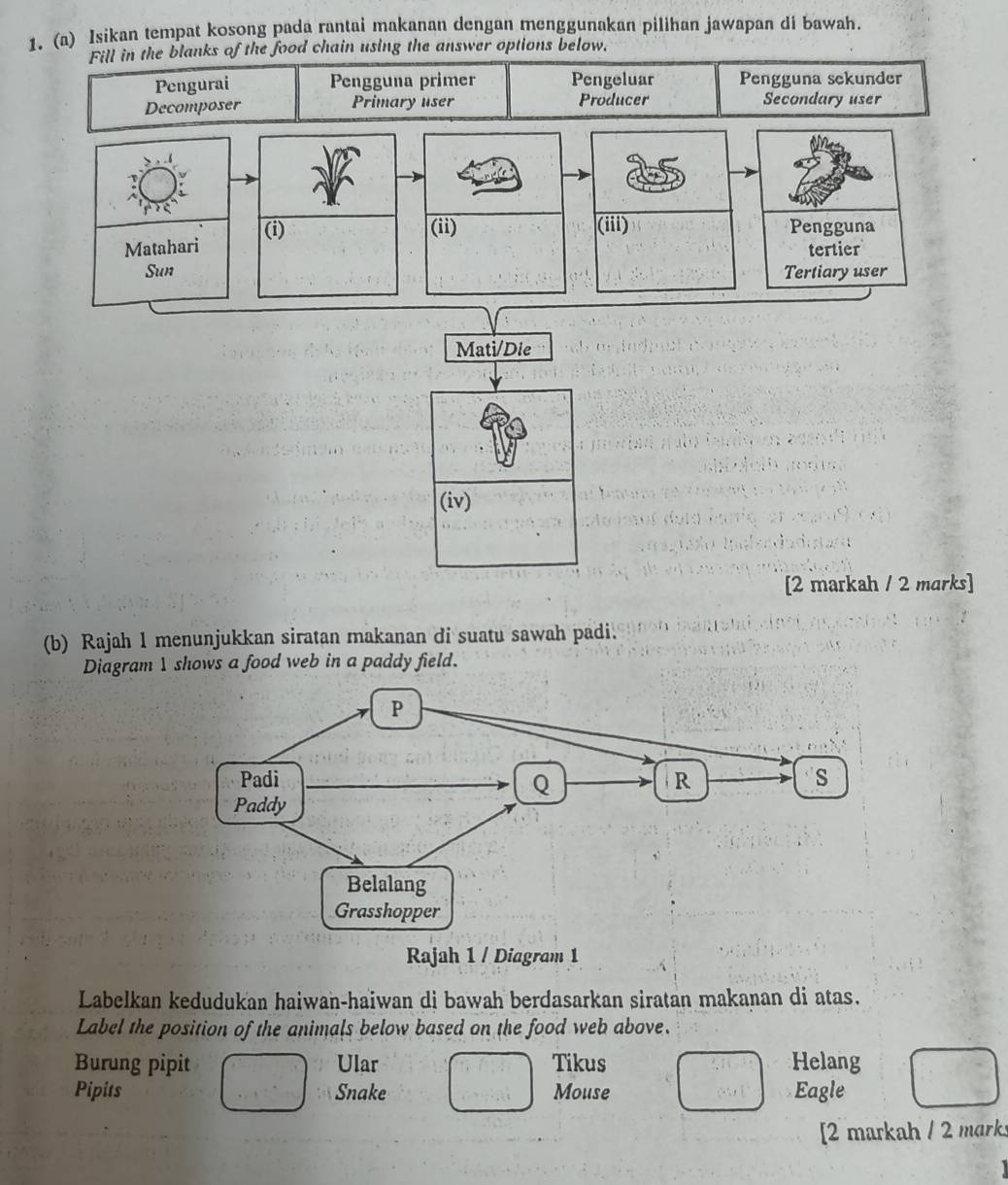 Isikan tempat kosong pada rantai makanan dengan menggunakan pilihan jawapan di bawah. 
Fill in the blanks of the food chain using the answer options below. 
Pengurai Pengguna primer Pengeluar Pengguna sekunder 
Decomposer Primary user Producer Secondary user 
(i) (ii) (iii) Pengguna 
Matahari tertier 
Sun Tertiary user 
Mati/Die 
(iv) 
[2 markah / 2 marks] 
(b) Rajah 1 menunjukkan siratan makanan di suatu sawah padi. 
Diagram 1 shows a food web in a paddy field. 
Labelkan kedudukan haiwan-haiwan di bawah berdasarkan siratan makanan di atas. 
Label the position of the animals below based on the food web above. 
Burung pipit Ular Tikus Helang 
Pipits Snake Mouse Eagle 
[2 markah / 2 marks