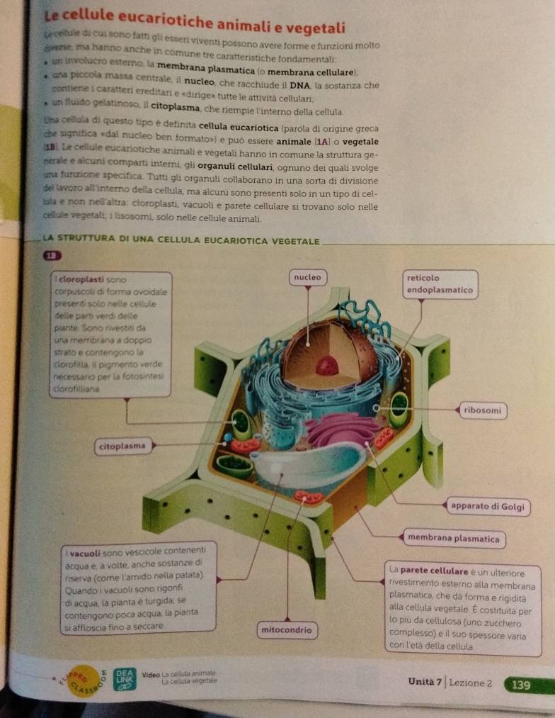 Le cellule eucariotiche animali e vegetali 
te cellule di cui sono fatti gli esseri viventi possono avere forme e funzioni molto 
erse, ma hanno anche in comune tre caratteristiche fondamentali: 
* um involucro esterno, la membrana plasmatica (o membrana cellulare). 
una piccola massa centrale, il nucleo, che racchiude il DNA, la sostanza che 
contiene i caratteri ereditari e «dirige» tutte le attività cellulari. 
e un fluído gelatinoso, il cítoplasma, che riempie l'interno della cellula 
Una cellula di questo tipo è definita cellula eucariotica (parola di origine greca 
che significa «dal nucleo ben formato») e può essere animale (1A] o vegetale 
19. Le cellule eucariotiche animali e vegetali hanno in comune la struttura ge - 
nerale e alcuni comparti interni, gli organuli cellulari, ognuno dei quali svolge 
una funzione specifica. Tutti gli organuli collaborano in una sorta di divisione 
del lavoro all interno della cellula, ma alcuni sono presenti solo in un tipo di cel- 
ia e non nell altra: cloroplasti, vacuoli e parete cellulare si trovano solo nelle 
cellule vegetali; i lisosomi, solo nelle cellule animali. 
LA STRUTTURA DI UNA CELLULA EUCARIOTICA VEGETALE_ 
a 
Video La cellula ánimale 
Unità 7 
La cellula vegetale Lezione 2 139