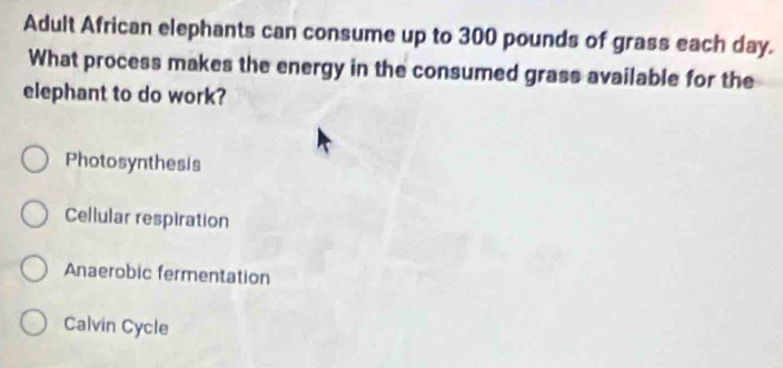 Adult African elephants can consume up to 300 pounds of grass each day.
What process makes the energy in the consumed grass available for the
elephant to do work?
Photosynthesis
Cellular respiration
Anaerobic fermentation
Calvin Cycle