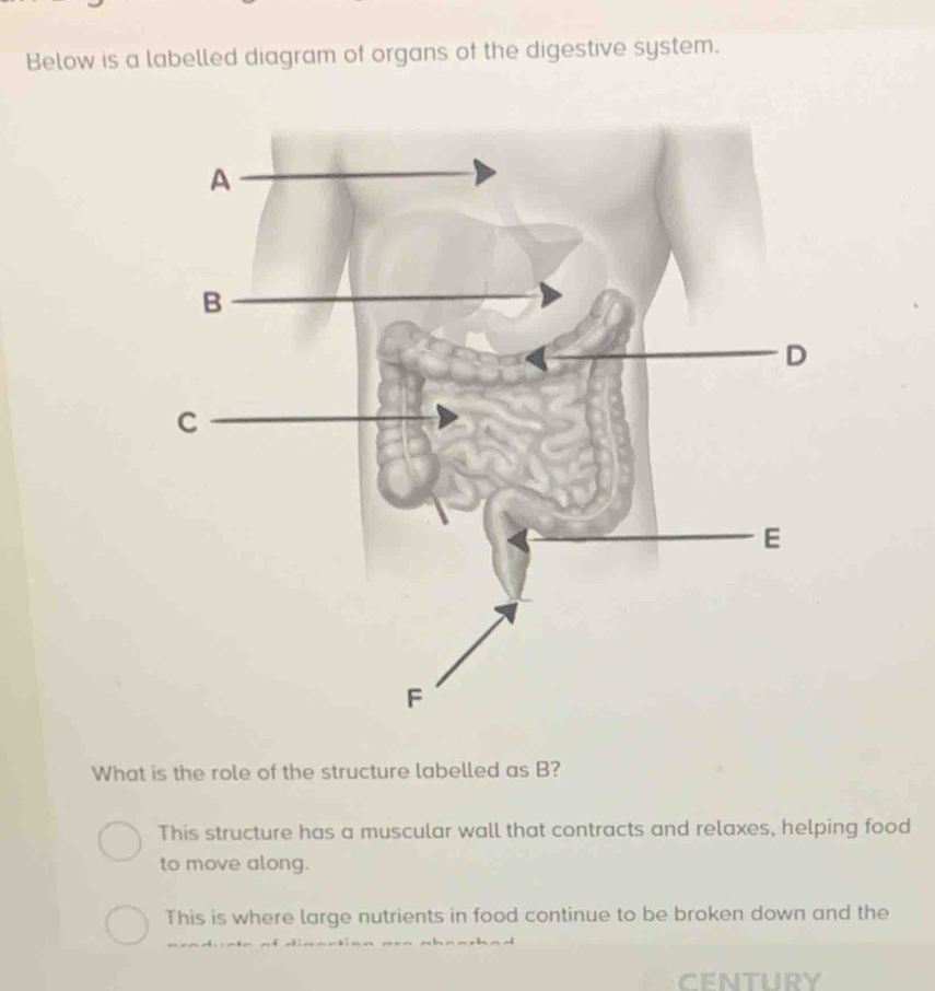 Solved: Below is a labelled diagram of organs of the digestive system ...