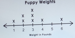 Puppy Weights 
Weight in Pounds