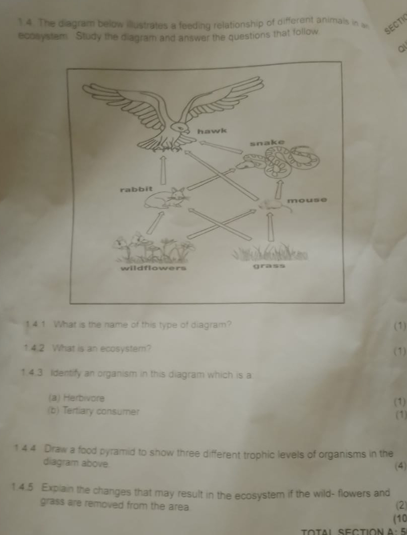 The diagram below illustrates a feeding relationship of different animals in a
SECTI
econystem. Study the diagram and answer the questions that follow
a
1 4 1 What is the name of this type of diagram? (1)
1.4.2 What is an ecosyster? (1)
1.4.3 Identify an organism in this diagram which is a
(a) Herbivore (1)
(b) Tertiary consumer (1)
1 4.4 Draw a food pyramid to show three different trophic levels of organisms in the
diagram above. (4)
1.4.5 Explain the changes that may result in the ecosystem if the wild- flowers and
grass are removed from the area. (2)
(10
TOTAL SECTION A: 5